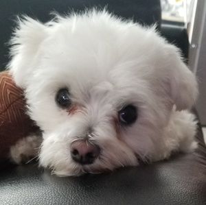 Meet your Posher, Ravi